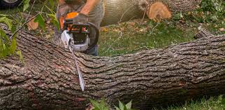 Professional Tree Care Services in Menomonee Falls, WI